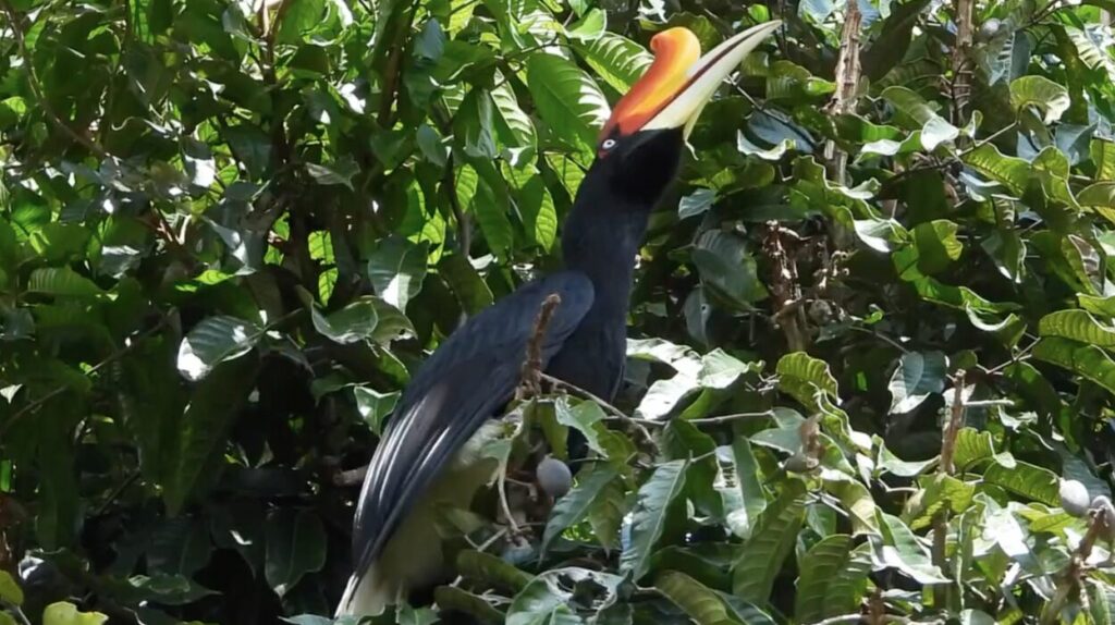 Maliau Basin website page screenshot